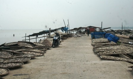 Sản phẩm cá nục khô được phơi dọc bờ biển.